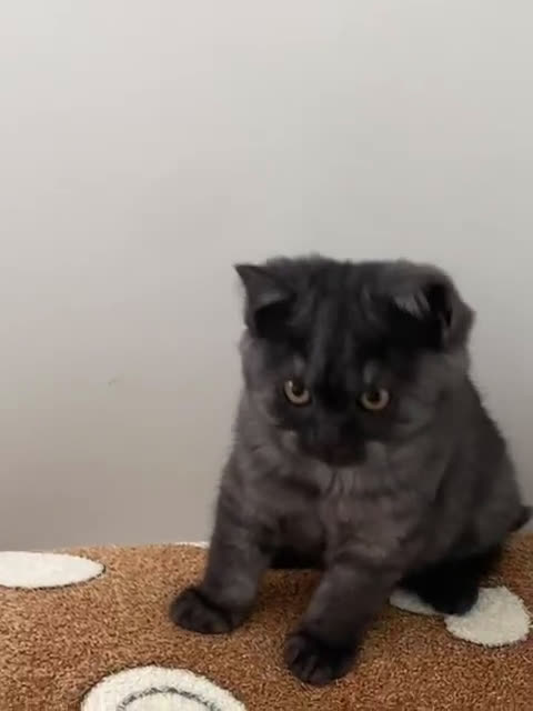 Scottish gatti in vendita: Scottish straight 440 - Video 1