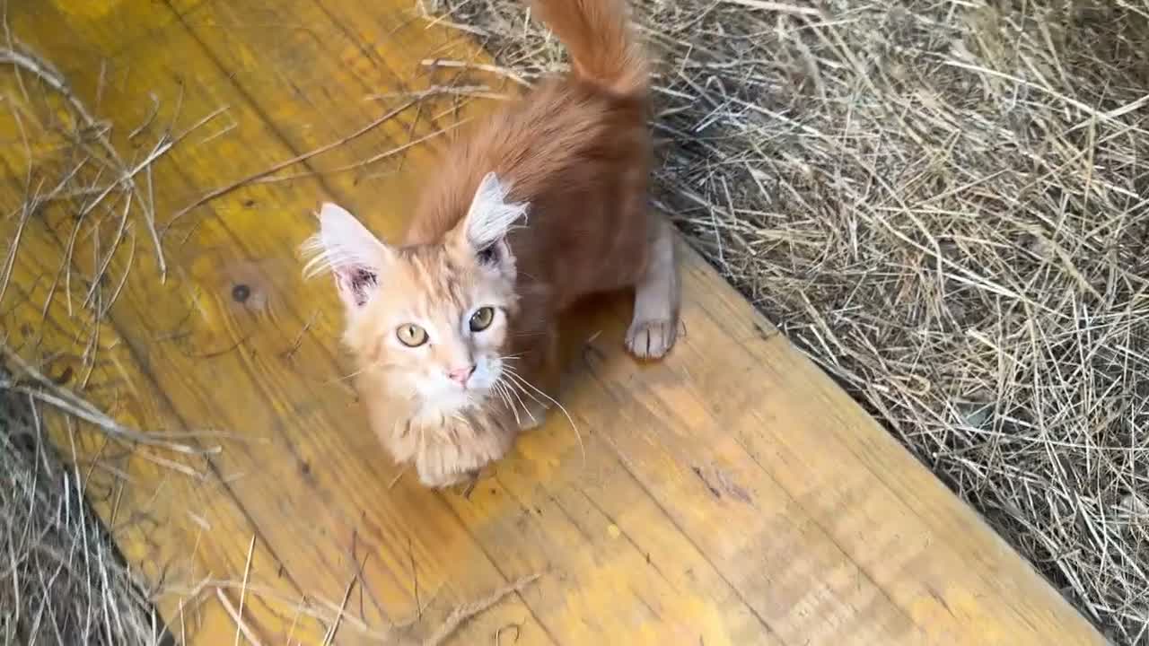 Maine Coon gatti in vendita: Cucciolo rosso di maine coon (Sunfyre) - Video 1