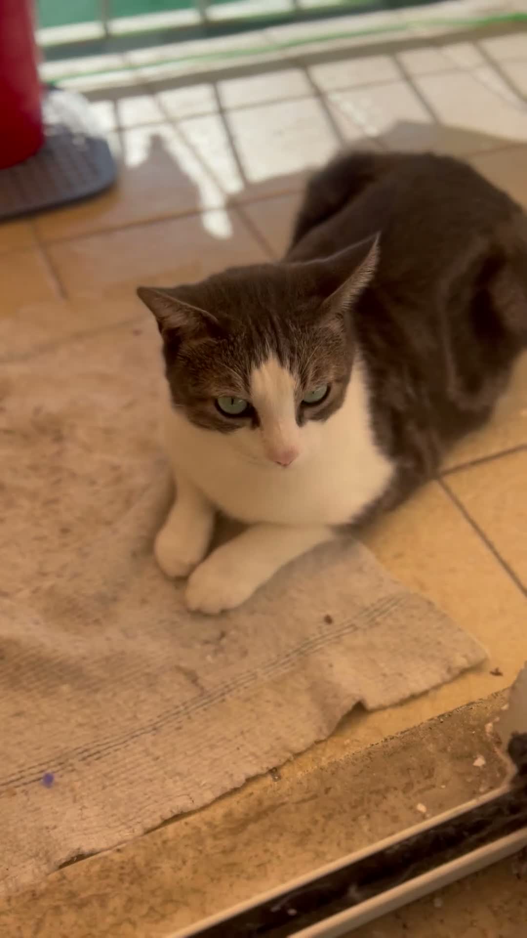 Europeo gatti in regalo: “ YOGHI” GATTO IN REGALO VA D’ACCORDO CON GATTI a Provincia di Vercelli - Video 2