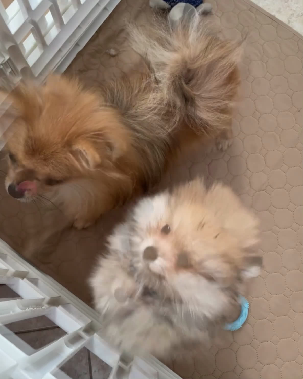 Volpino Pomerania cani in vendita: Spitz nano taglia mignon consegna a domicilio - Video 3