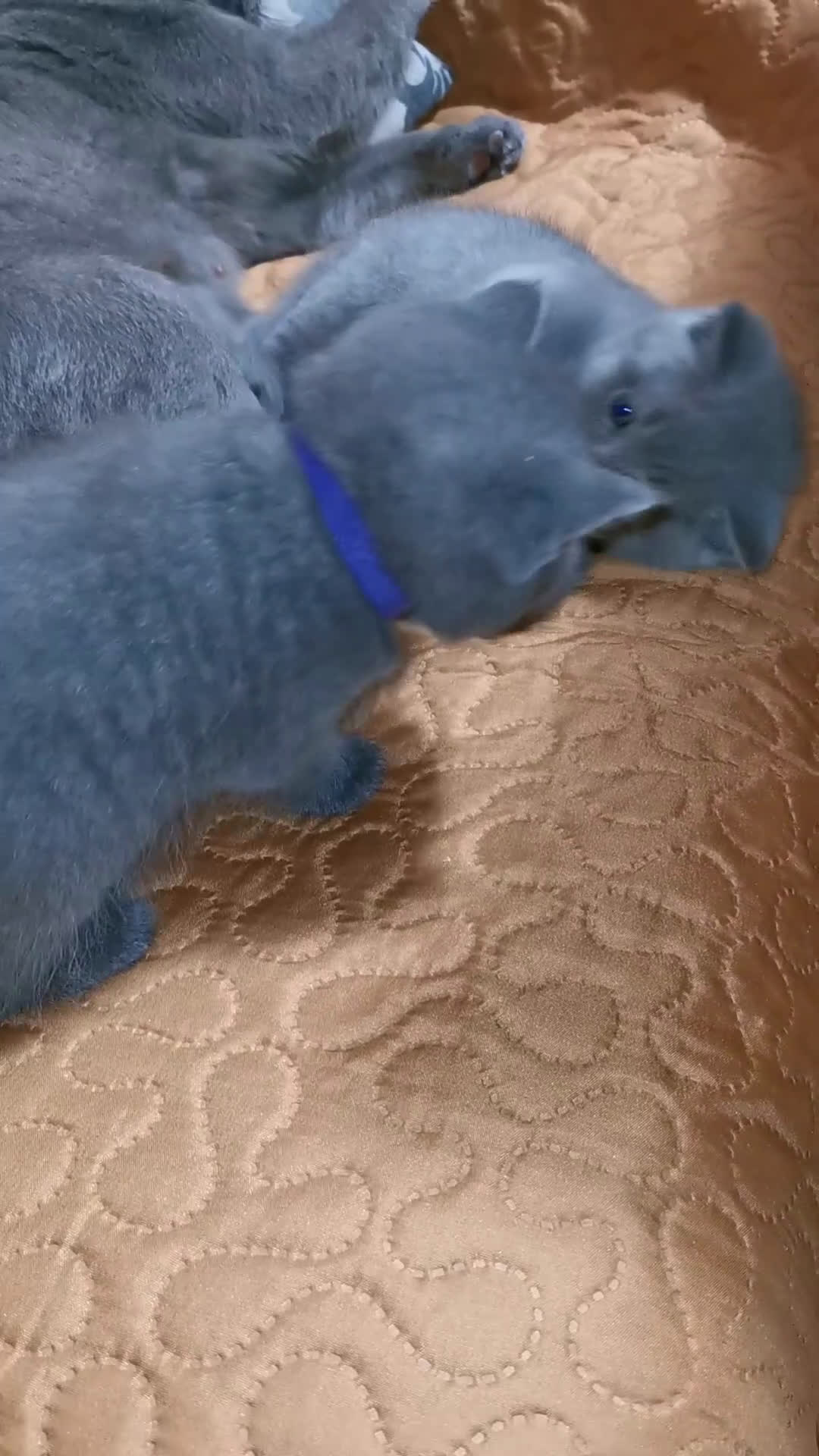 Scottish gatti in vendita: Gattini, cuccioli Scottish Straight, British  - Video 1