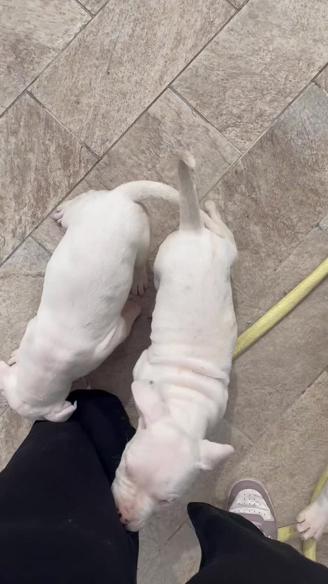 Dogo Argentino cani in vendita: Cucciolo maschio dogo argentino  - Video 1
