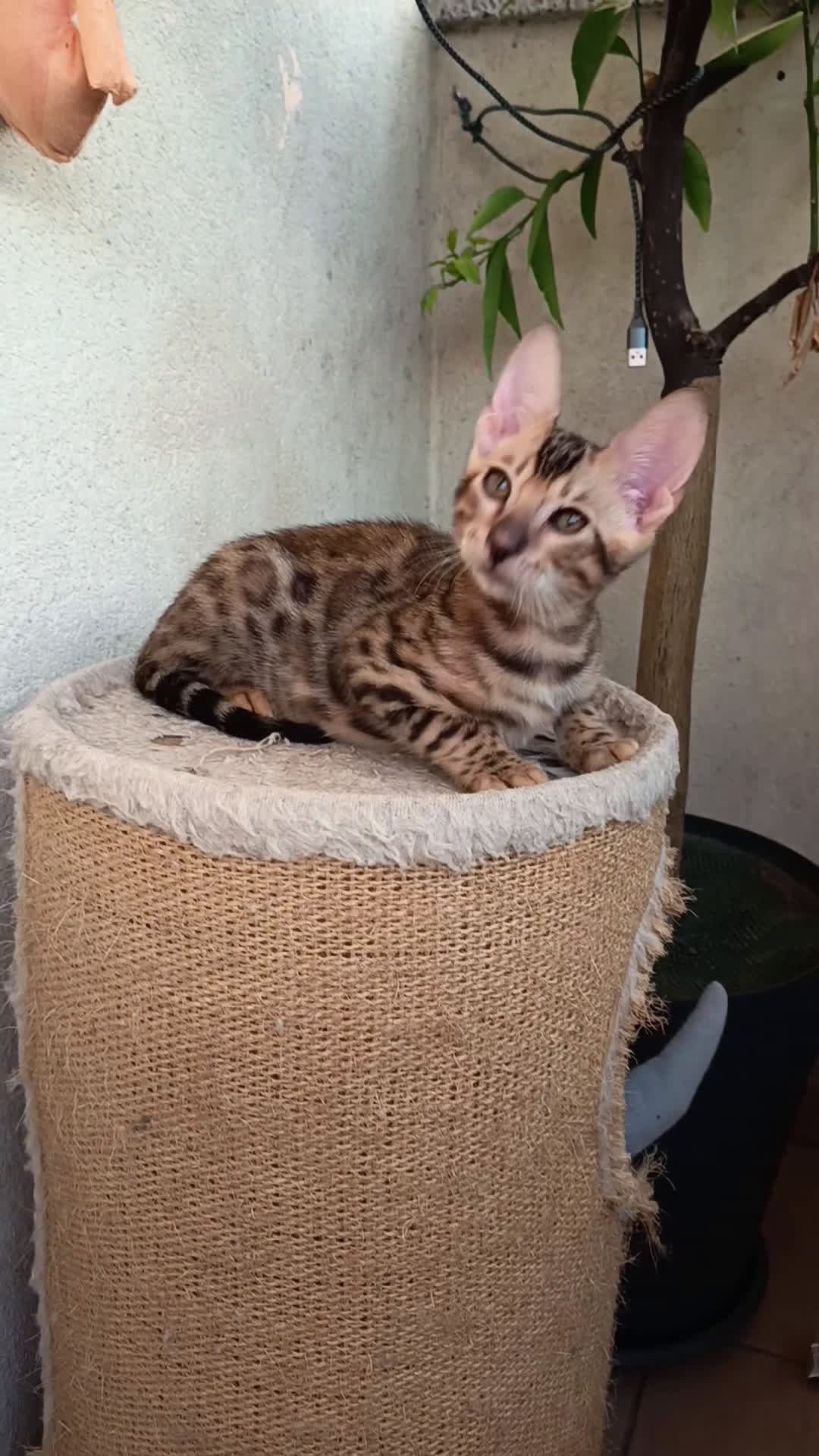 Bengala gatti in vendita: Maschietto & Feminuccia 🥰 - Video 1