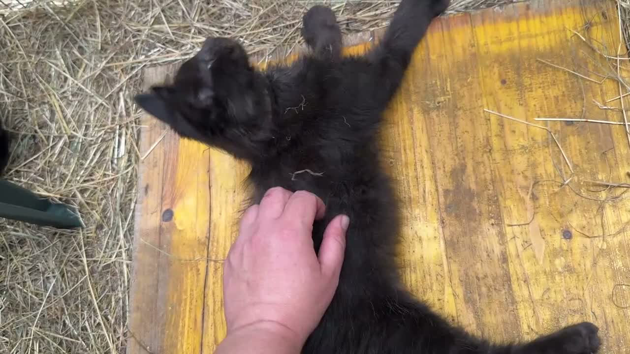 Maine Coon gatti in vendita: Cucciolo black smoke di maine coon (Tequila) - Video 2