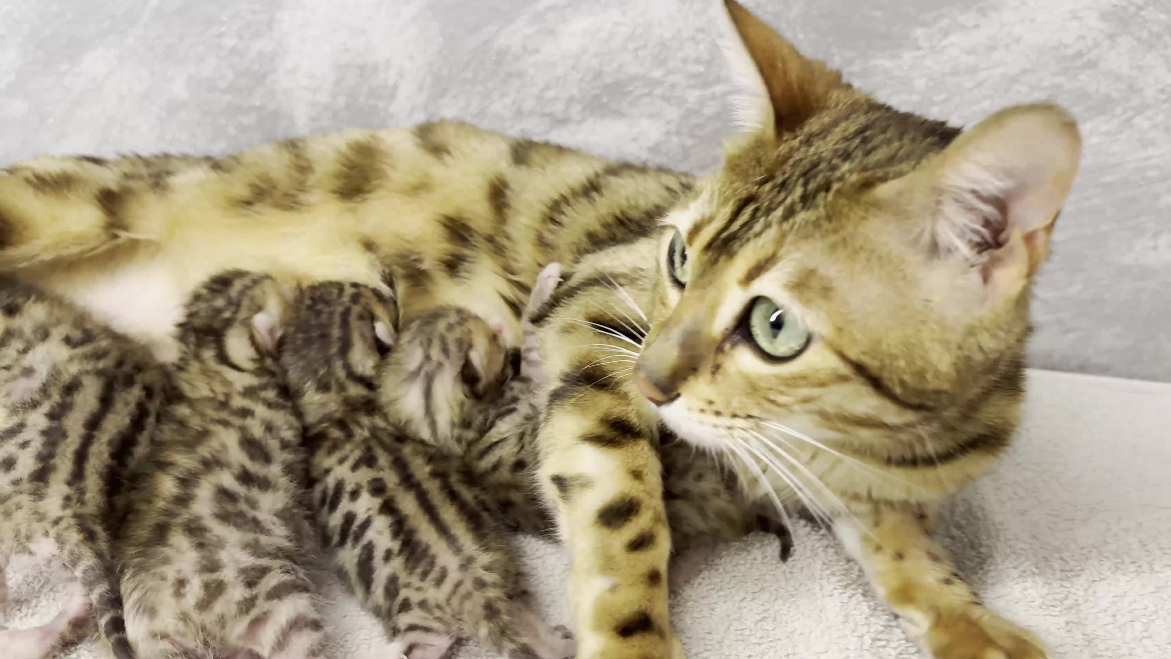Bengala gatti in vendita: Cuccioli Bengala a Provincia di Vicenza - Video 1