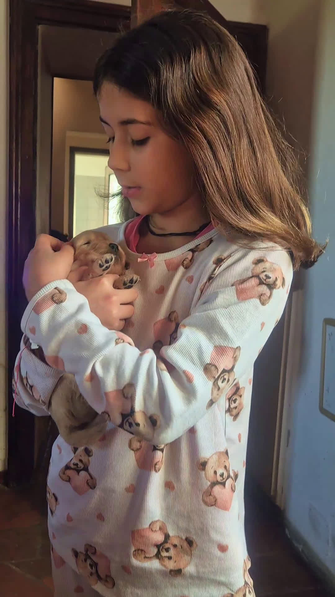 Golden Retriever cani in vendita: Cucciolata 100% americana  - Video 2