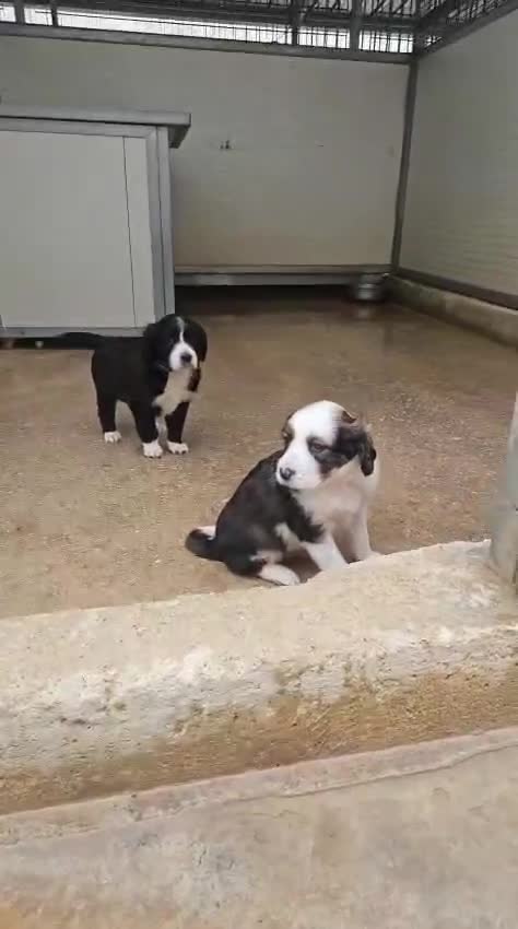 Meticcio cani in regalo: Martina: cucciola taglia media contenuta  - Video 2