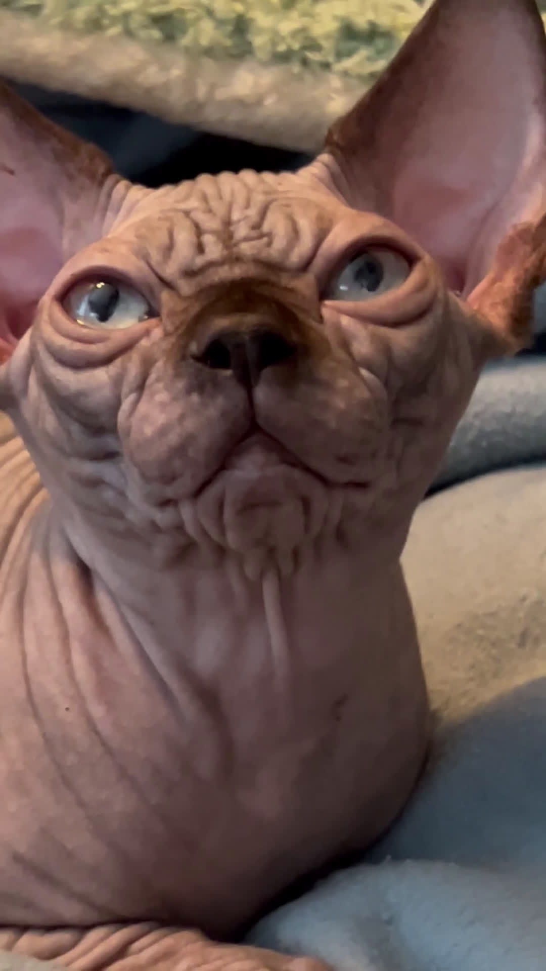 Sphynx gatti in vendita: Sphynx  - Video 1