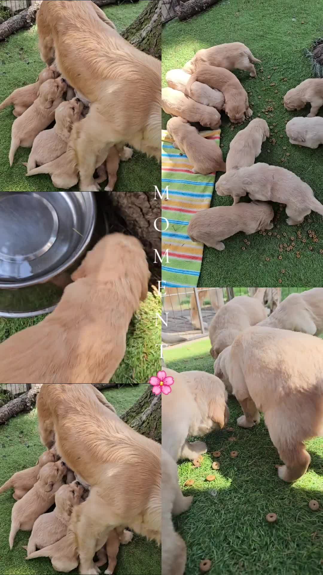 Golden Retriever cani in vendita: CUCCIOLI GOLDEN RETRIEVER  - Video 1