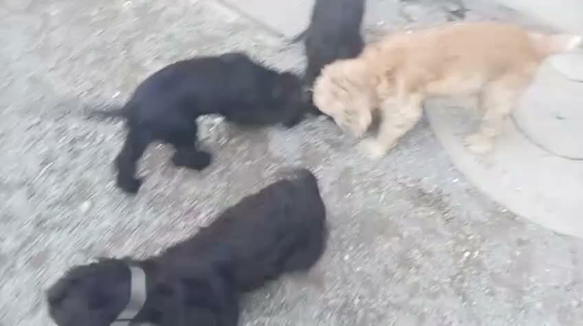 Meticcio cani in vendita: Si può subito contattare al WhatsApp  - Video 1