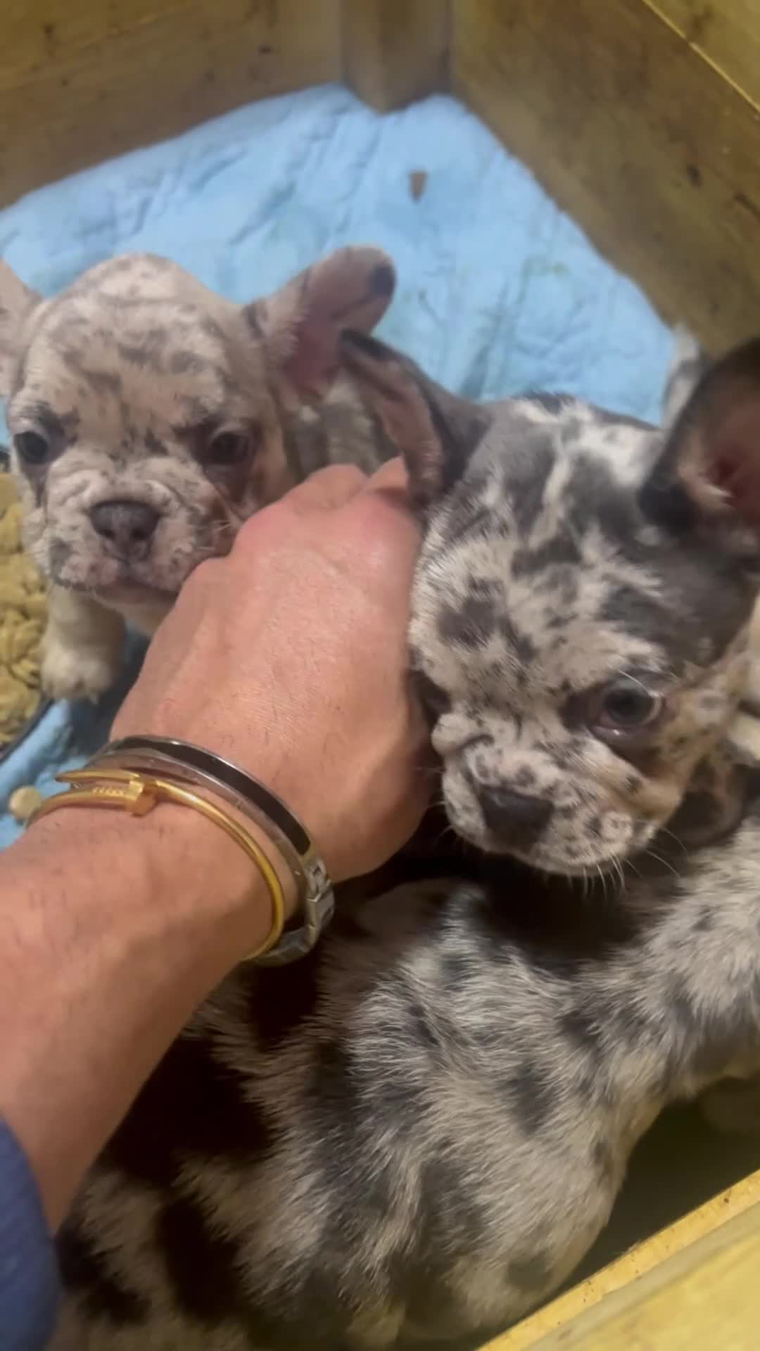 Bulldog Francese cani in vendita: Bulldog francese esotico - Video 1