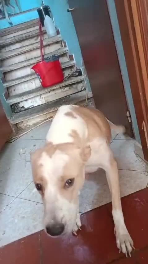 Meticcio cani in regalo: Le due sorelline del cuore cercano una casa! - Video 2