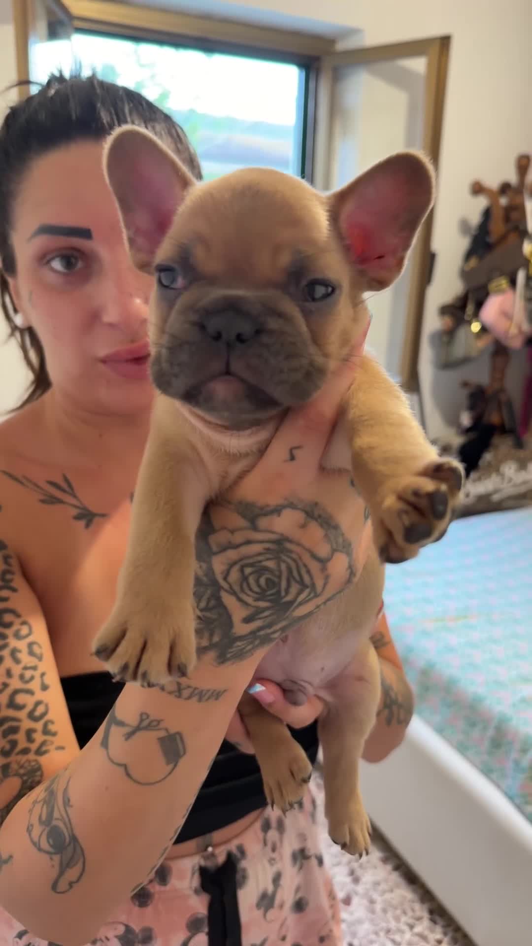 Bulldog Francese cani in vendita: Bulldog francese  - Video 2