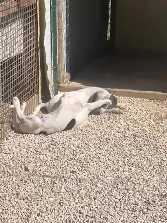 Meticcio cani in regalo: SIRYA ASPETTA TE - Video 1
