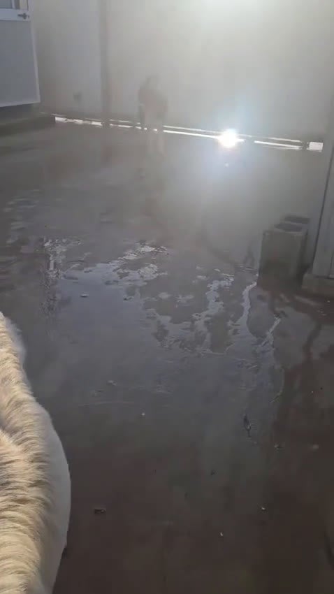 Meticcio cani in regalo: Luigi: 2 anni, taglia media  - Video 2