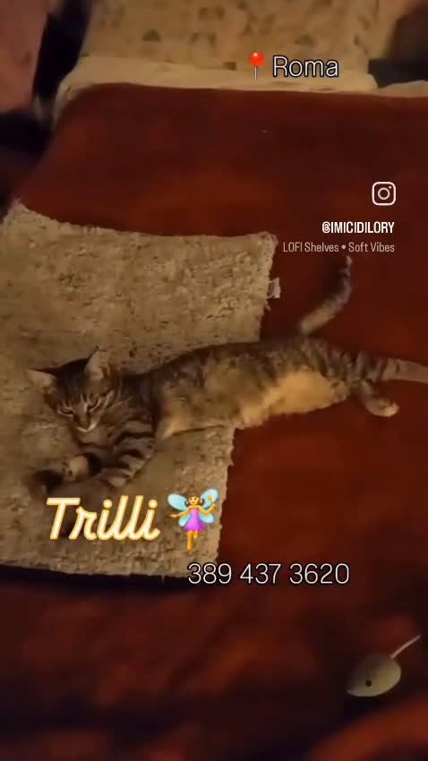 Europeo gatti in regalo: TRILLI CERCA CASA - Video 1