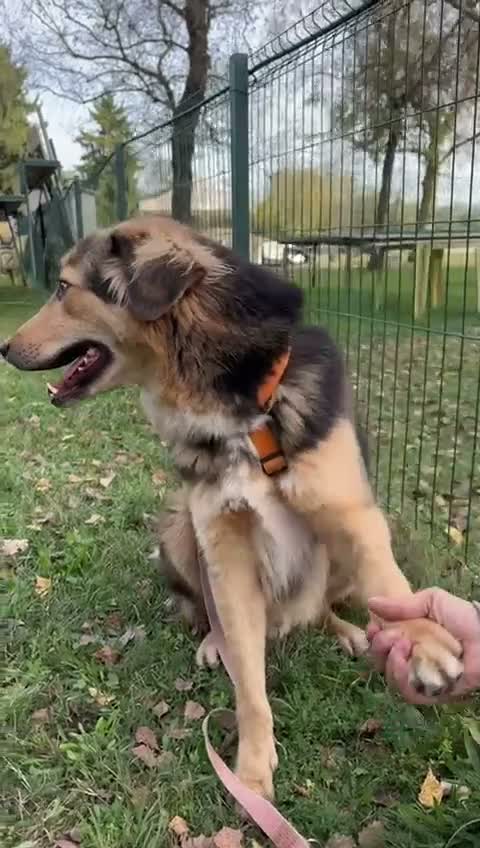 Meticcio cani in regalo: Milou, uno splendido simil lupetto  - Video 3