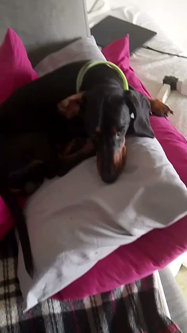 Bassotto cani in vendita: Cuccioli di bassotto tedesco  - Video 1