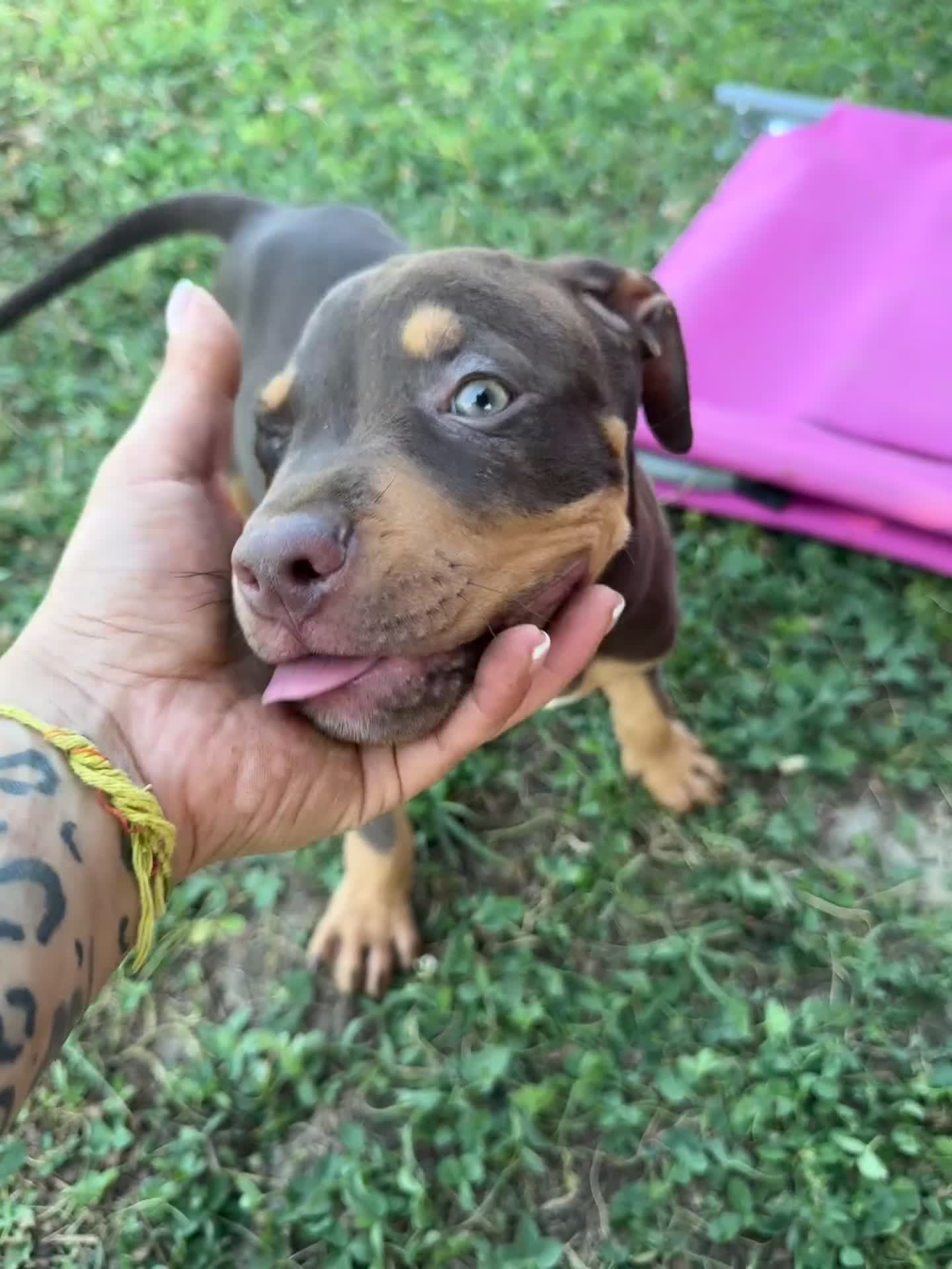 Pitbull cani in vendita: Cuccioli di Pit Bull con Pedigree anche a rate - Video 1