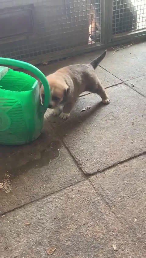 Pastore Asia Centrale cani in vendita: PASTORI ASIA CENTRALE - Video 2