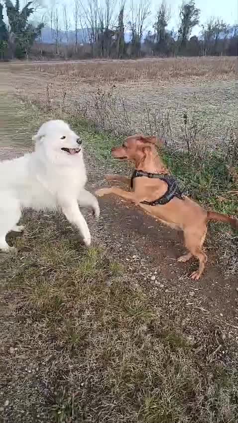 Meticcio cani in vendita: I Cuccioli bellissimi a Ente di decentramento regionale di Udine - Video 2