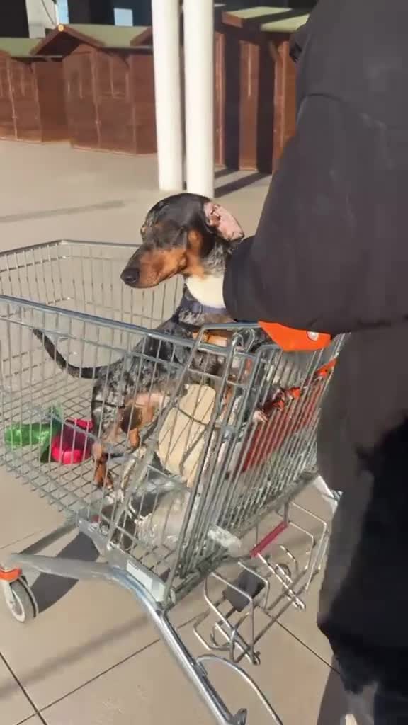 Bassotto cani per accoppiamento: Bassotto arlecchino  - Video 2
