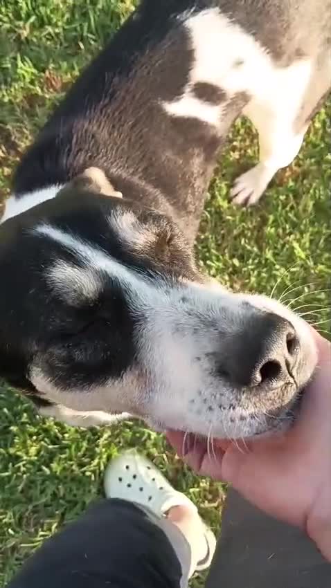 Meticcio cani in regalo: Luna cerca casa  - Video 1