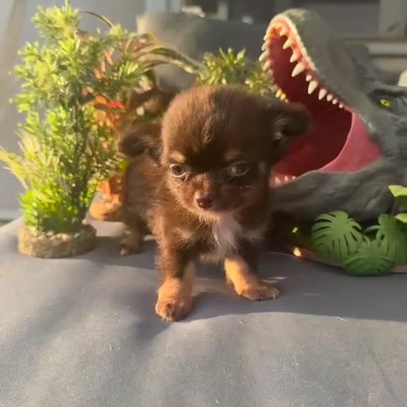 Chihuahua cani in vendita: chihuahua a pelo lungo boy e girl pedigree enci  - Video 1