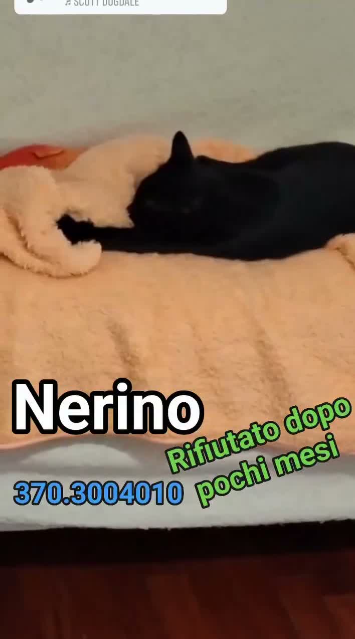 Europeo gatti in regalo: NERINO: CERCA CASA DISPERATAMENTE 💔 - Video 1