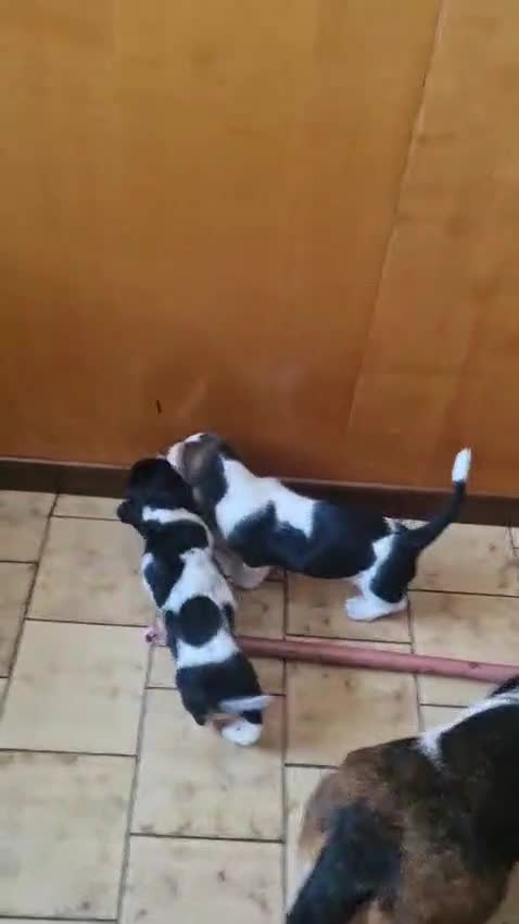 Bassethound cani in vendita: Cucciolata Bassethound  a Città metropolitana di Milano - Video 1