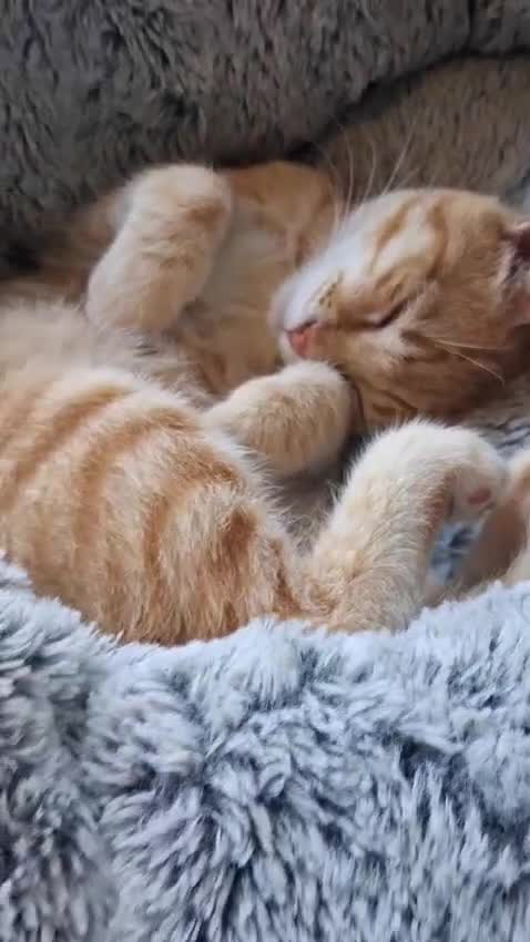 Europeo gatti in regalo: BRIOSCINA GATTIN DOLCISSIMA a Città metropolitana di Roma Capitale - Video 1