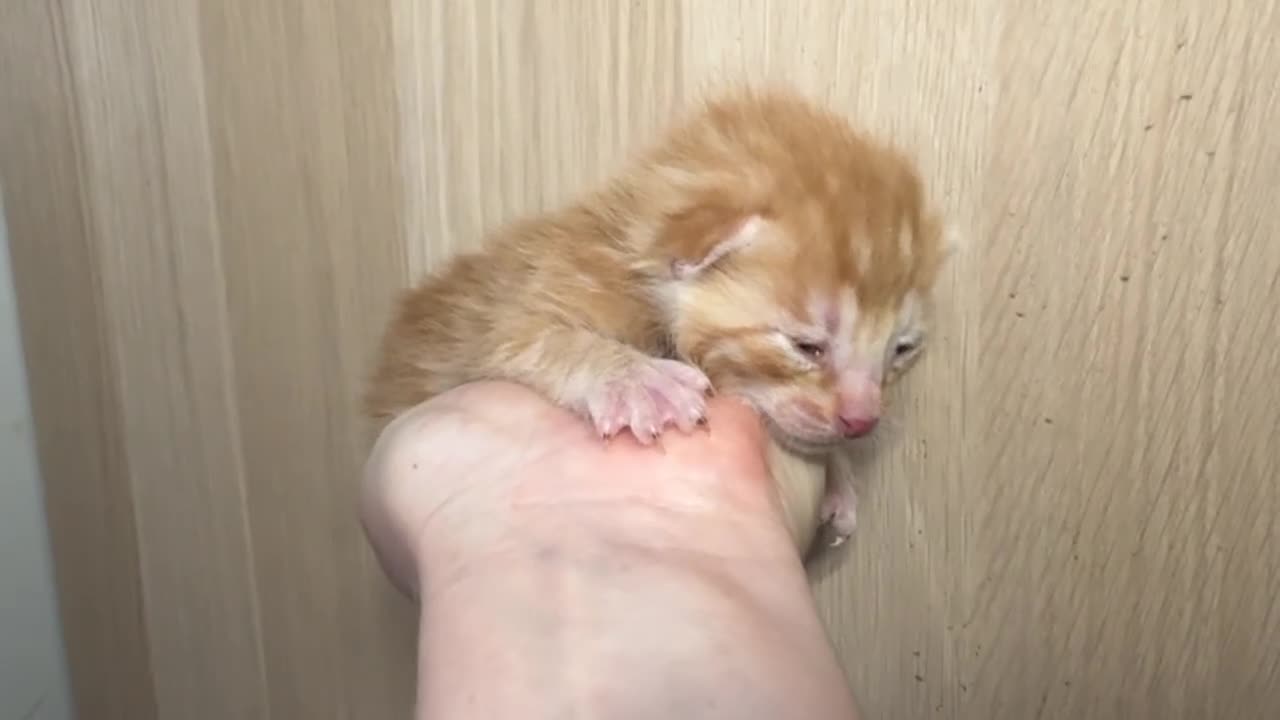 Meticcio gatti in vendita: Millefiori gattini (bengal esotici) - Video 1