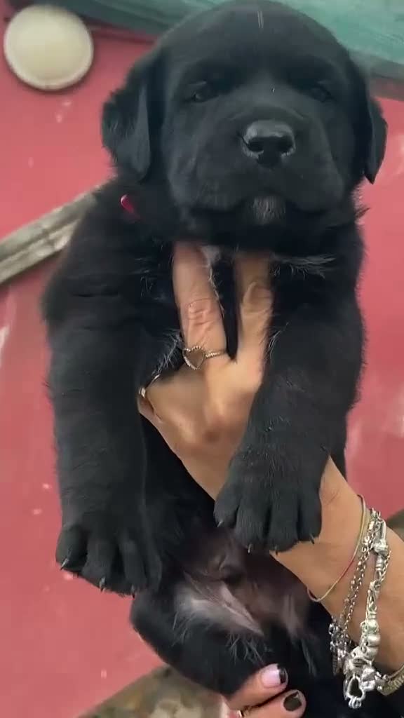 Cane Corso cani in vendita: CANE CORSO a Provincia di Barletta-Andria-Trani - Video 1