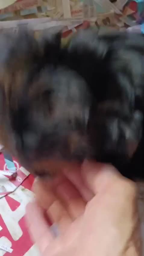 Yorkshire cani in vendita: NILO, CUCCIOLO - Video 1