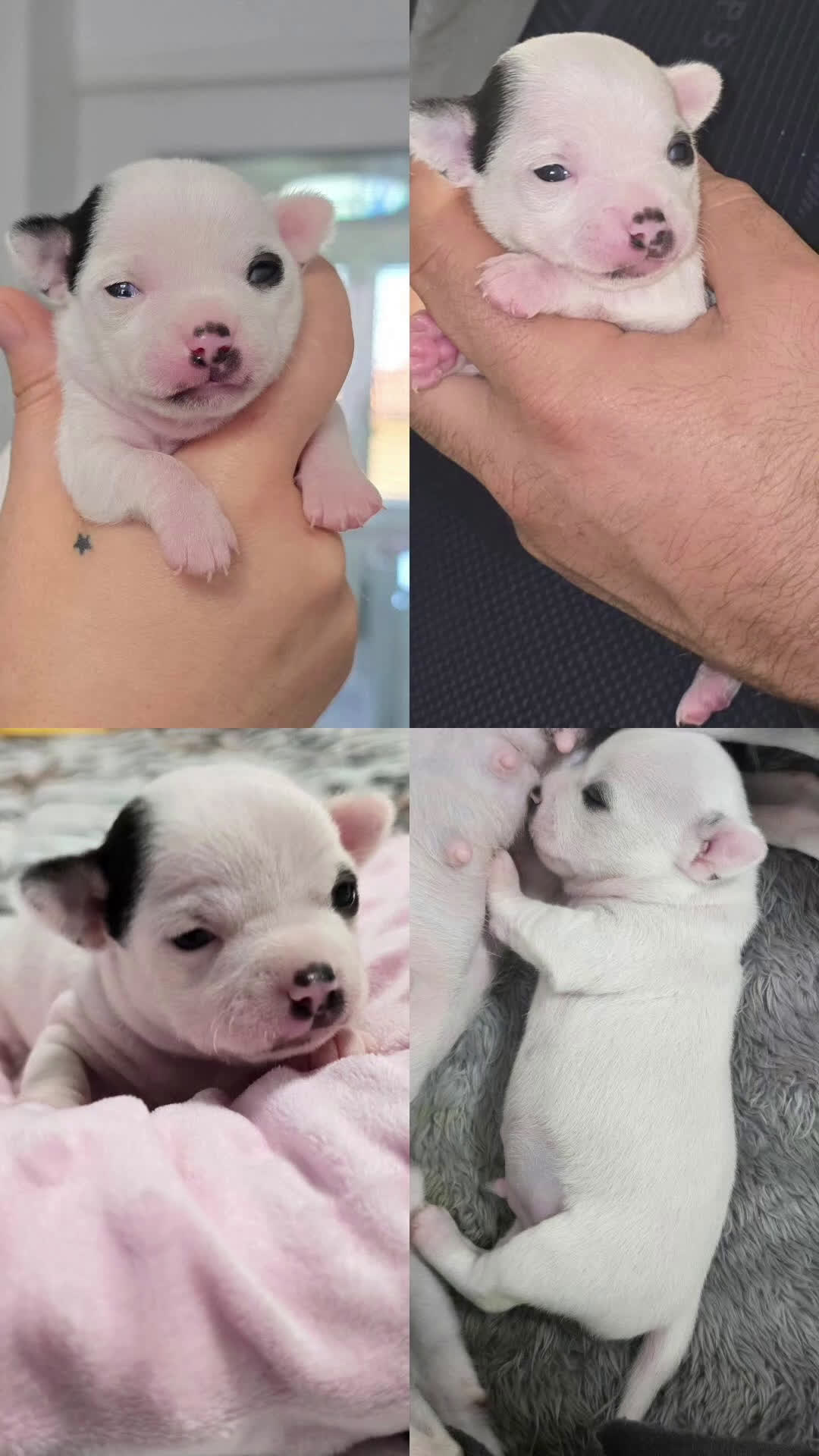 Chihuahua cani in vendita: Cuccioli di chihuahua - Video 1