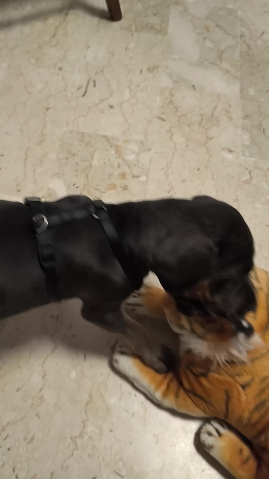Cane Corso cani in vendita: Cuciolo cane corso  - Video 2