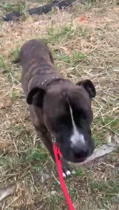 Meticcio cani in regalo: Una famiglia per Ronny - Video 1