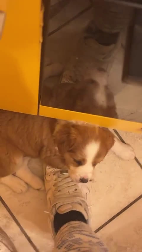 Meticcio gatti in regalo: Regalo - Video 1