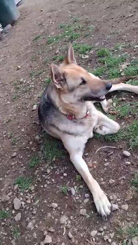 Meticcio cani in regalo: Adotta questa meravigliosa lupa ❤️🐾 a Città Metropolitana di Torino - Video 1