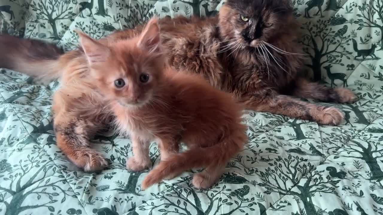 Maine Coon gatti in vendita: Cuccioli di maine coon rossi  - Video 4