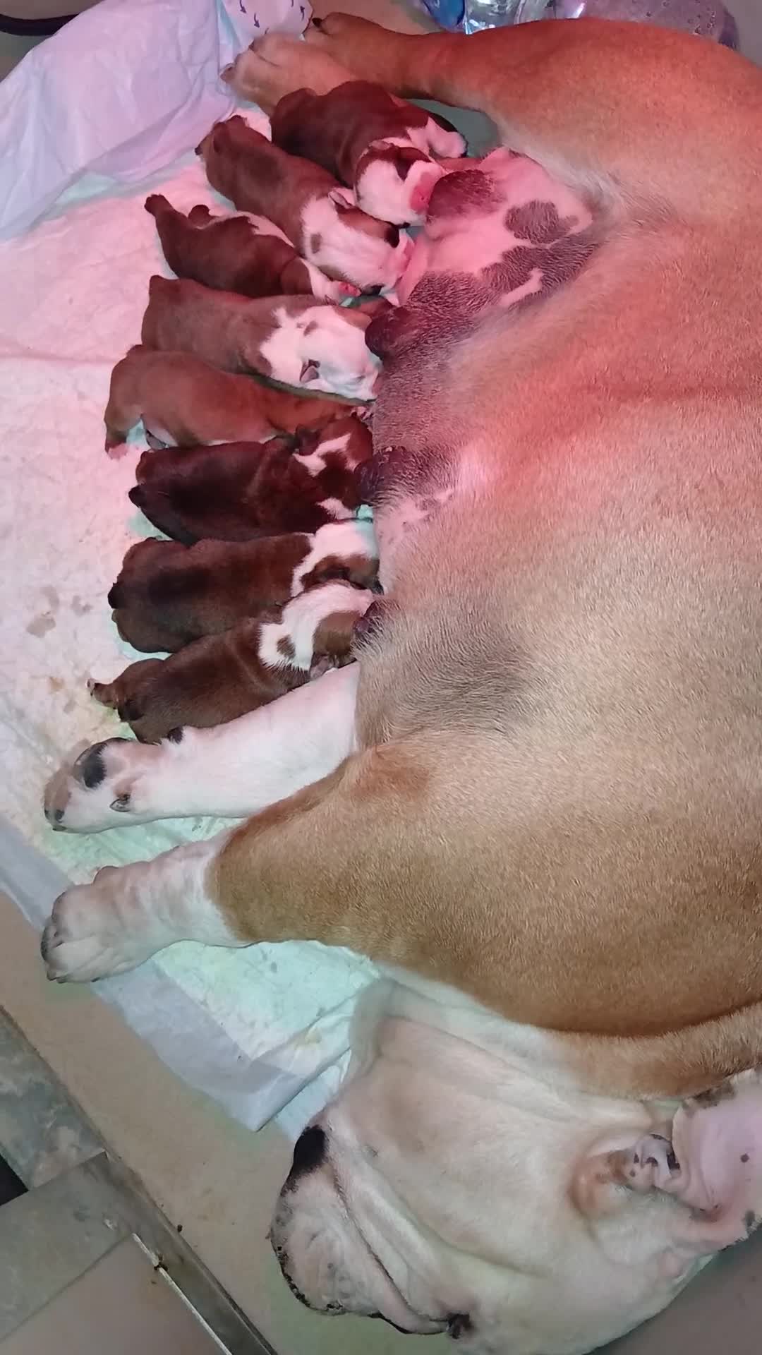 Bulldog cani in vendita: Nuovi cuccioli Menola's Bulls  - Video 1