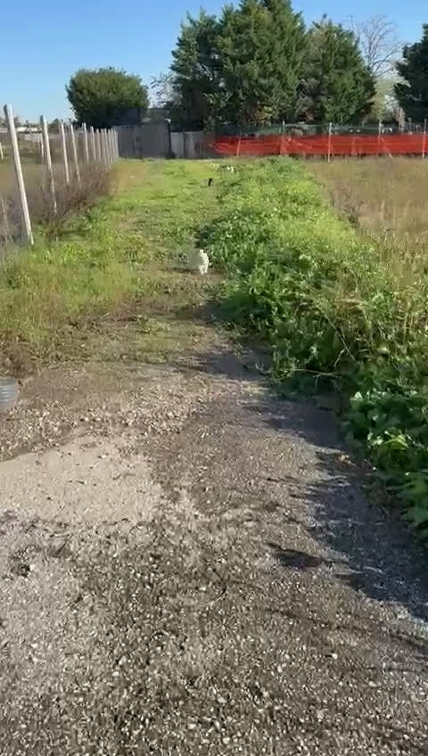 Meticcio cani in regalo: Jury: 4 mesi taglia grande  - Video 3