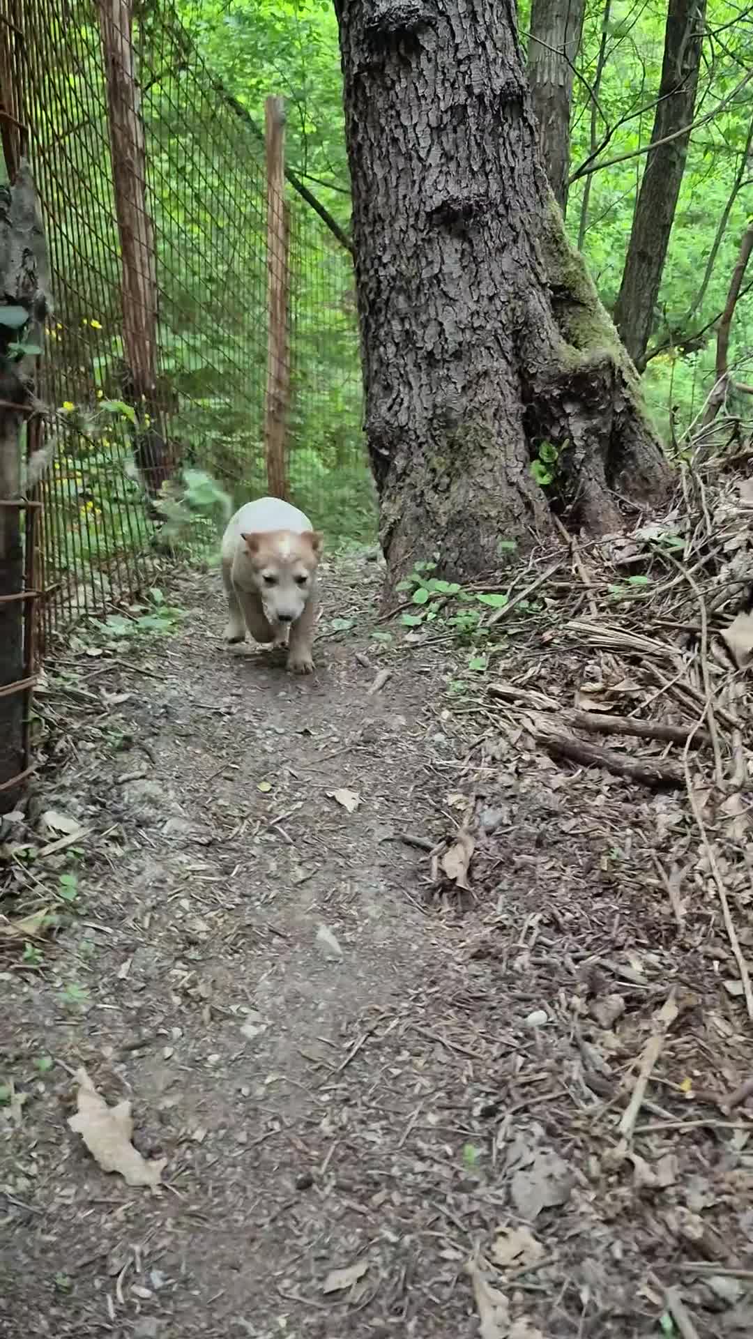 Australian Cattledog cani in vendita: Cuccioli Australian Cattledog a Città Metropolitana di Genova - Video 2