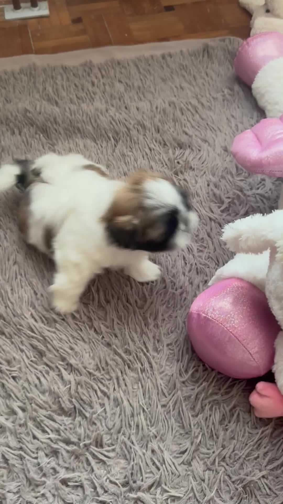 Shih Tzu cani in vendita: Schitzu il tuo batuffolo di gioia ti aspetta  - Video 4