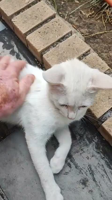 Europeo gatti in regalo: NUVOLA CERCA CASA - Video 1