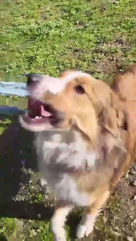 Border Collie cani in regalo: Evi cerca casa - Video 1