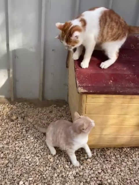 Meticcio gatti in regalo: LA SPLENDIDA KANGA - Video 2