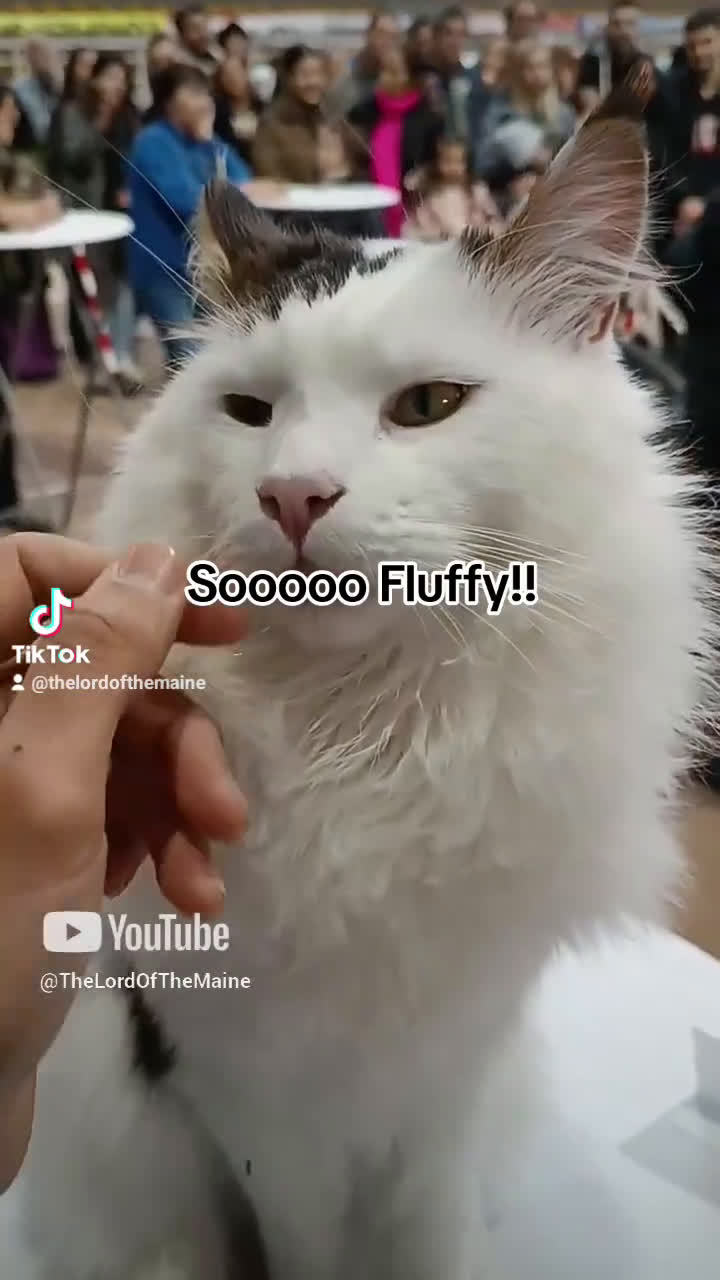 Maine Coon gatti per accoppiamento: Stallone Campione monta Maine Coon accoppiamento a Provincia di Forlì-Cesena - Video 1