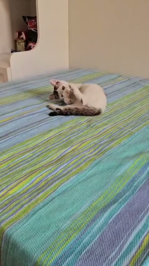 Altre razze gatti in regalo: URGENTE 🚨  - Video 1