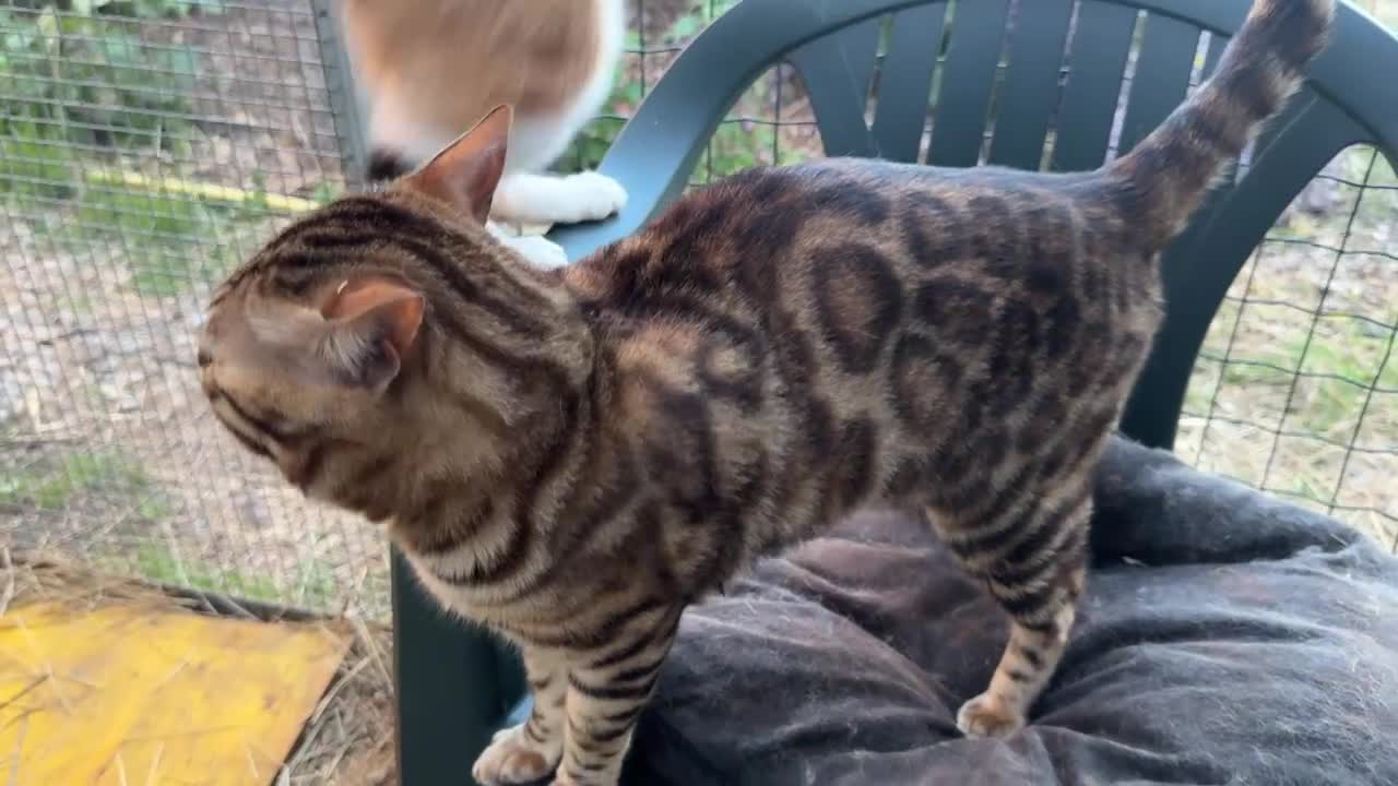 Meticcio gatti in vendita: Millefiori gattini (bengal esotici) - Video 1